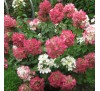 Гортензия Даймонд Руж (Diamand Rouge)С 2; 3 года